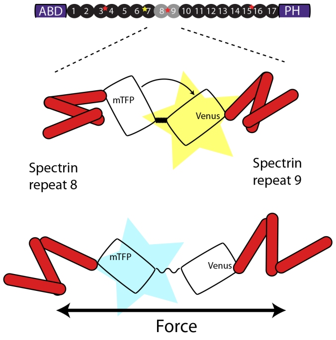 A FRET cassette consisting of a mTFP and Venus fluorophore connected by spider silk protein, is inserted into the middle of beta-spectrin - a region previously known to be subjected to force-induced conformational changes. The cassette can reproducible report forces on b-sspectrin in living animals.
